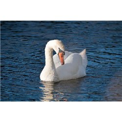 Лебедь на темной воде - Фотообои Животные|лебеди