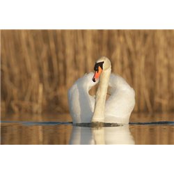 Молодой лебедь - Фотообои Животные|лебеди