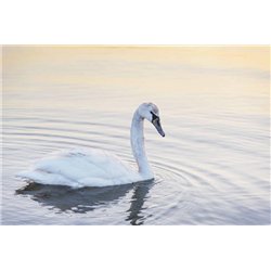Лебедь на воде - Фотообои Животные|лебеди