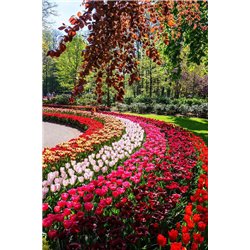 Разноцветные тюльпаны - Фотообои Японские и просто сады