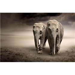 Слоны в саванне - Фотообои Животные|слоны