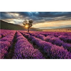 Лаванда на закате - Фотообои природа|поля