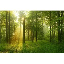 Лесная панорама - Фотообои природа