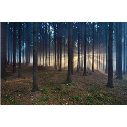 Сосны - Фотообои природа