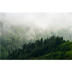 Туман над лесом в горах - Фотообои природа
