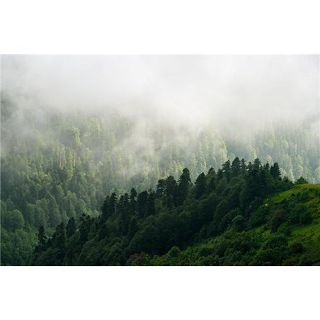 Туман над лесом в горах - Фотообои природа