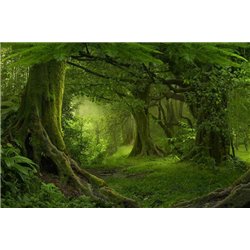 Лесной пейзаж - Фотообои природа