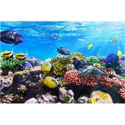 Под водой - Фотообои Море