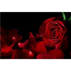 Роза и лепестки - Фотообои цветы