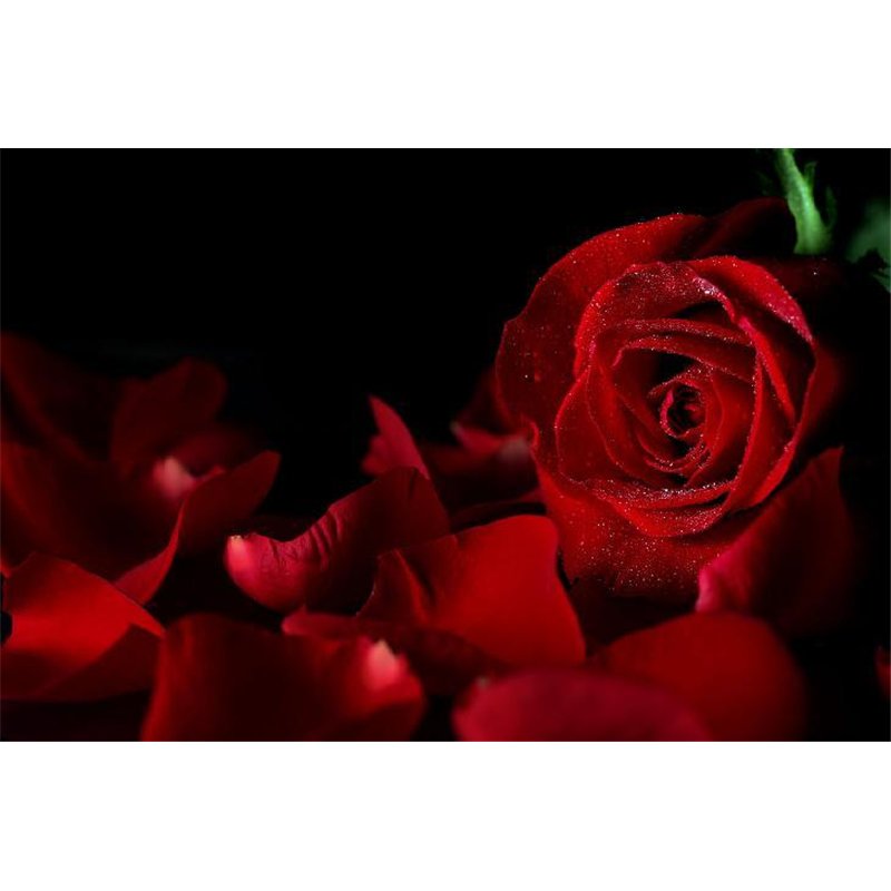 Роза и лепестки - Фотообои цветы