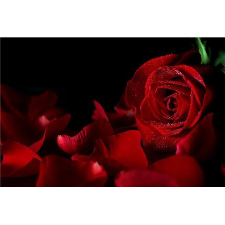 Роза и лепестки - Фотообои цветы