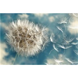 Нежный одуванчик - Фотообои цветы|одуванчик