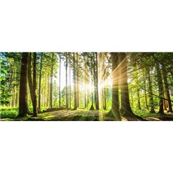 Солнечный день в лесу - Фотообои природа|лес