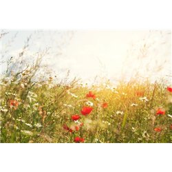 Полевые цветы под лучами слонца - Фотообои цветы|полевые