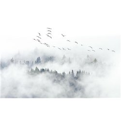 Дымка над лесом - Фотообои природа|лес