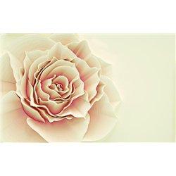Кремовый бутон - 3D фотообои|3D цветы