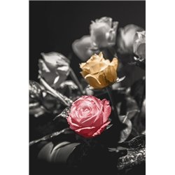 Две стороны - Фотообои цветы|розы