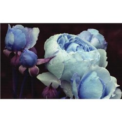 Голубые розы - 3D фотообои|3D цветы