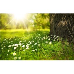 Поляна с цветами - Фотообои природа