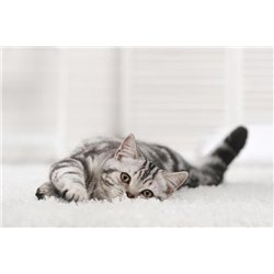 Котёнок - Фотообои Животные