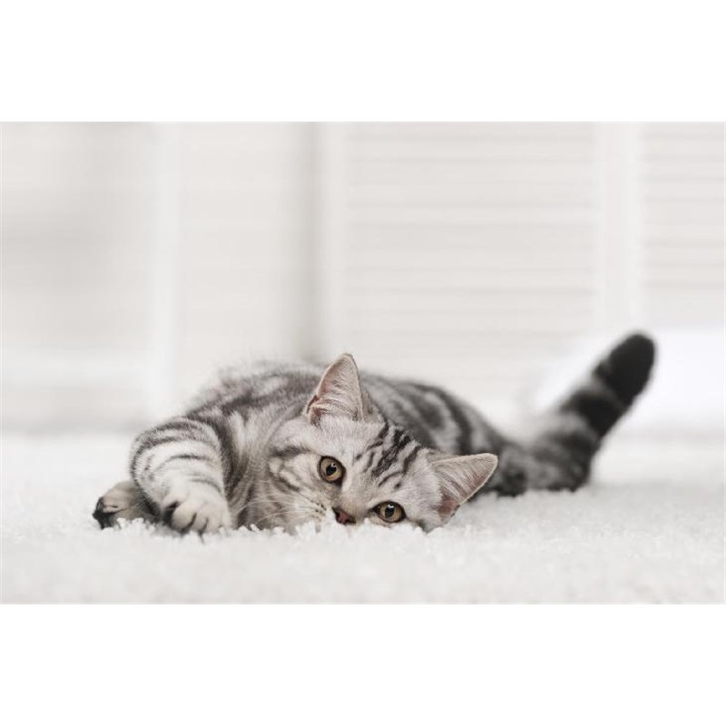Котёнок - Фотообои Животные