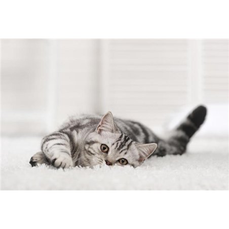Котёнок - Фотообои Животные