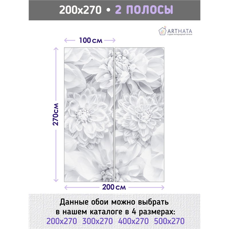 Фотообои белые астры для коридора метровые 200х270