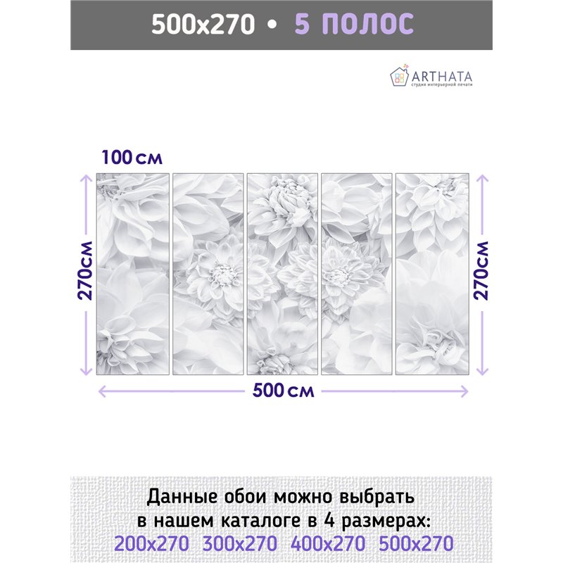 Фотообои цветы белые астры на кухню моющиеся 500х270