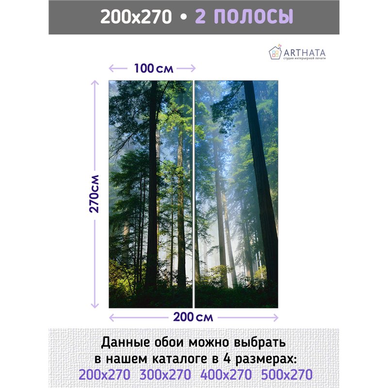 Фотообои сосновый лес в солнечных лучах на кухню 200х270