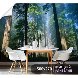 Фотообои лес в солнечных лучах на кухню моющиеся 300х270