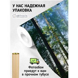 Фотообои стволы деревьев в солнечном свете в кухню 400х270