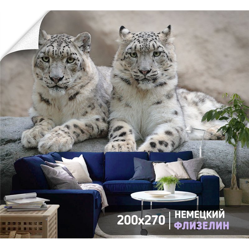 Фотообои два снежных барса лежат на камне на кухню 200х270