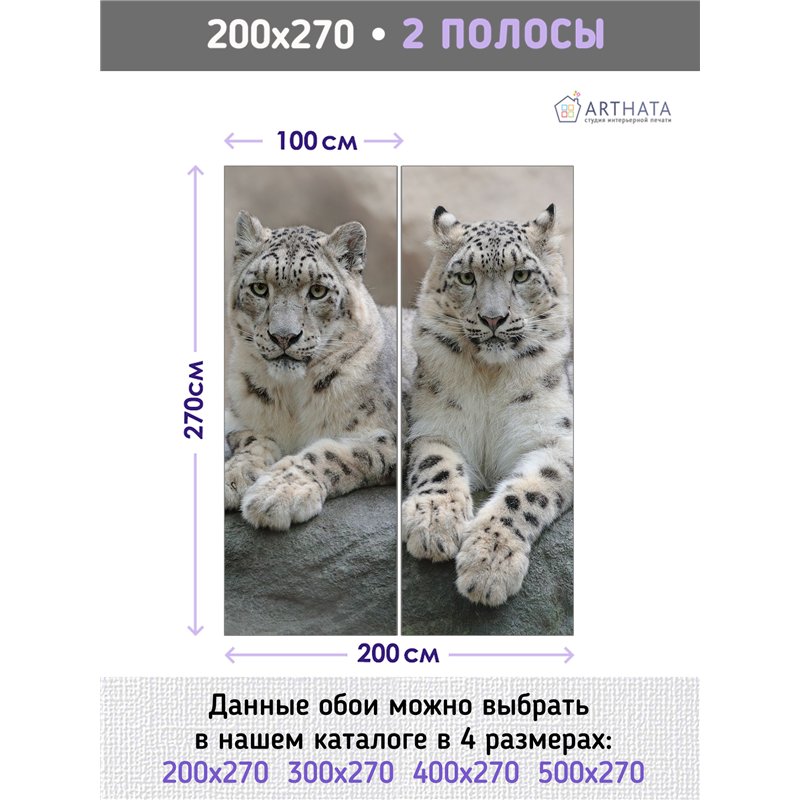 Фотообои два снежных барса лежат на камне на кухню 200х270