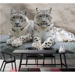 Фотообои снежные барсы на камне в спальню метровые 300х270