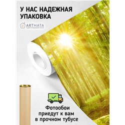 Фотообои лес в солнечных лучах для зал моющиеся 200х270