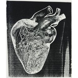 Сердце