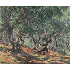 Картина на холсте по фото Модульные картины Печать портретов на холсте Оливковые деревья в Бордигере