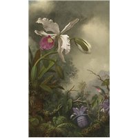 Белая орхидея и колибри