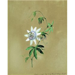 Цветок кавалерская звезда - Модульная картины, Репродукции, Декоративные панно, Декор стен