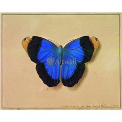 Бабочка - Модульная картины, Репродукции, Декоративные панно, Декор стен