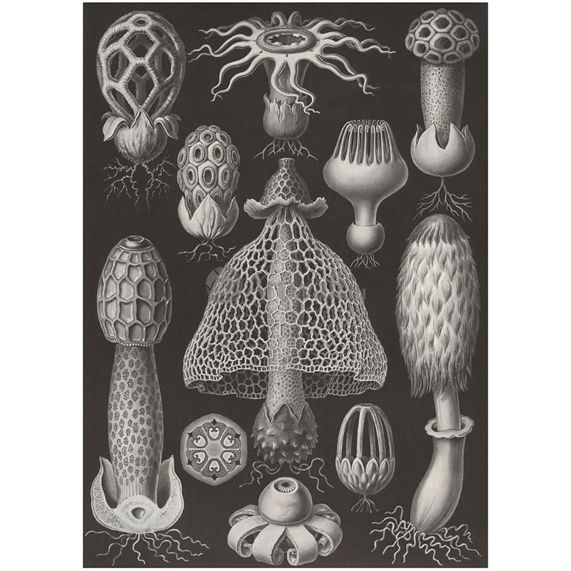Basimycetes