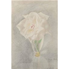 Картина на холсте по фото Модульные картины Печать портретов на холсте Белая роза