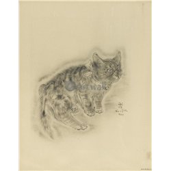 Из книги Кошек