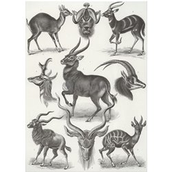 Антилопы - Модульная картины, Репродукции, Декоративные панно, Декор стен