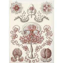 Анфомедузы - Модульная картины, Репродукции, Декоративные панно, Декор стен