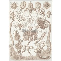 Антомедузы - Модульная картины, Репродукции, Декоративные панно, Декор стен