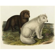 Картина на холсте по фото Модульные картины Печать портретов на холсте Арктическая собака