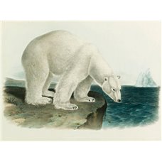 Картина на холсте по фото Модульные картины Печать портретов на холсте Белый медведь
