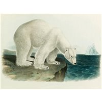 Портреты картины репродукции на заказ - Белый медведь