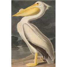 Картина на холсте по фото Модульные картины Печать портретов на холсте Белый американский пеликан